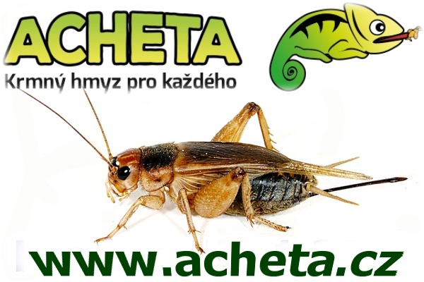 Kvalitní živý krmný hmyz - již 20 let