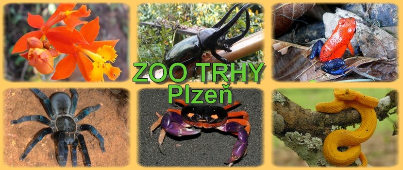 Zoo Trhy Plzeň 2018