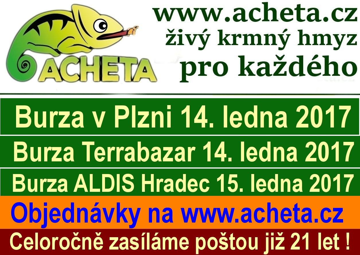 Burzy: Plzeň KD Peklo, Praha Terrabazar a Hradec Králové Aldis