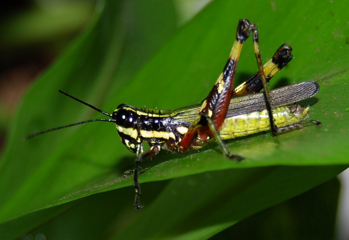 Tetrataenia surinama