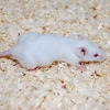 Myš laboratorní (Mus musculus var.alba) - jednotlivě