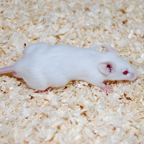 Myš laboratorní (Mus musculus var.alba) - 50ks