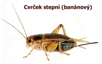 Cvrček stepní 