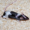Myš zbarvení dalmatin