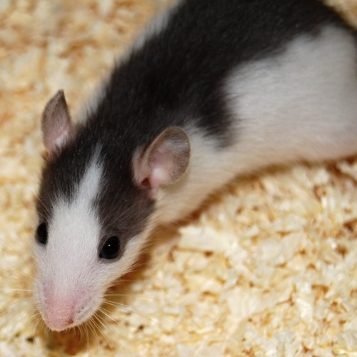 Potkan laboratorní (Rattus norvegicus) - velikost dospělec