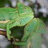 Chameleón jemenský Chamaeleo calyptratus - mláďata 