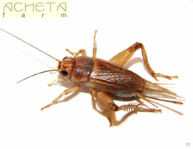 Cvrček stepní (Gryllus assimilis)