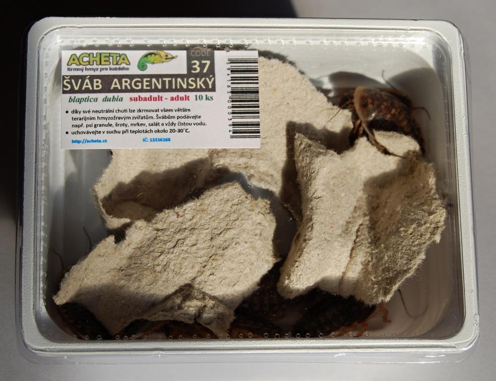 Šváb argentinský (Blaptica dubia) - 10 kusů EuP
