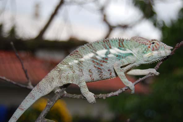 Furcifer pardalis (chameleón pardálí) lokalita AMBANJA