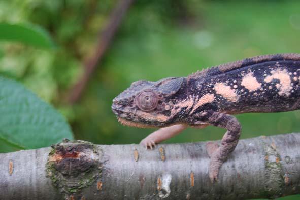 Furcifer pardalis (chameleón pardálí) lokalita AMBILOBE