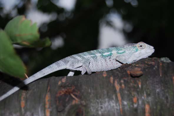 Furcifer pardalis (chameleón pardálí) lokalita NOSY BE