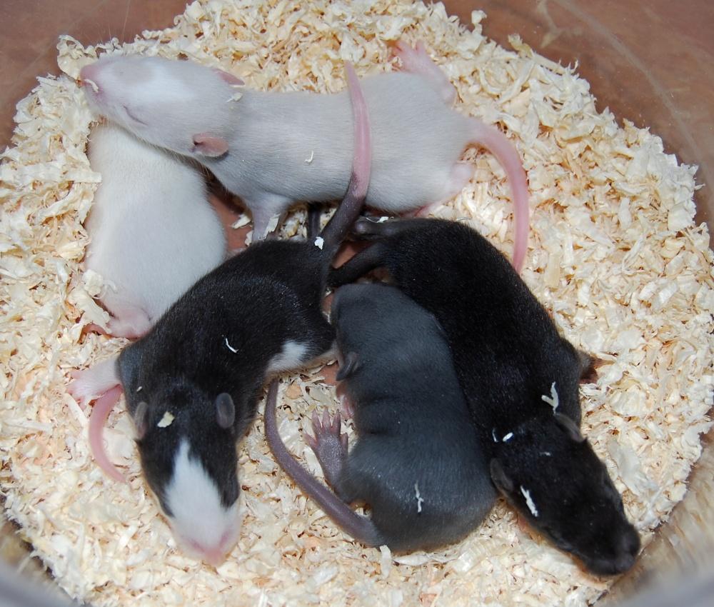 Potkaní holátko 